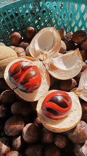 認識馬來西亞著名特產-荳蔻(另開新視窗/jpg檔)圖片