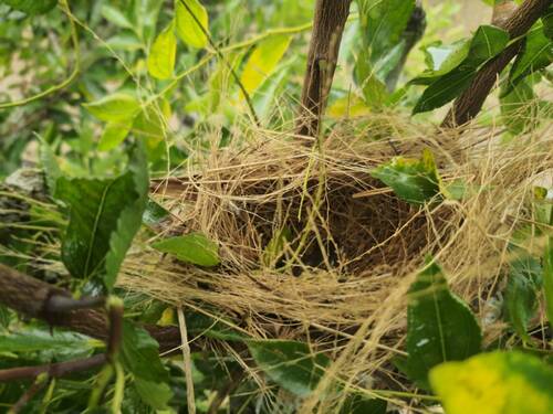 小鳥已經孵化離巢了(另開新視窗/jpg檔)圖片