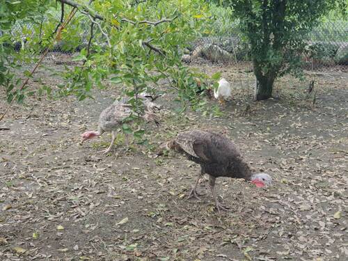 園中的有機雞正在找蟲吃(另開新視窗/jpg檔)圖片