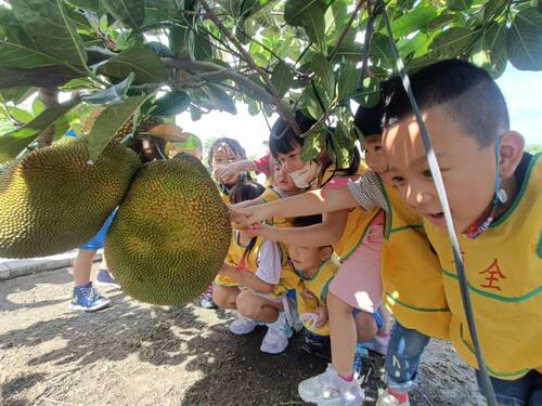 園主讓大家用手摸摸看，感覺一下菠蘿蜜的觸感(另開新視窗/jpg檔)圖片