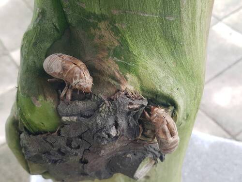 夏天的生命樂章－蟬蛻(另開新視窗/jpg檔)圖片