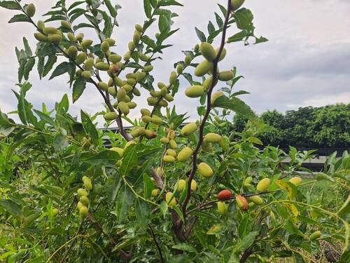 翠翠香棗園的紅棗樹(另開新視窗/jpg檔)圖片